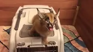 lil hecker tries to mimick his father