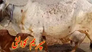 Siprem Qailty