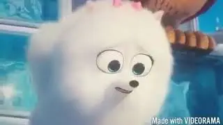The secret life of pets Gidget x max thunderstruck