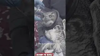 посмотрите на точную встречу женщины и совы #шорты #смешно #мотивация
