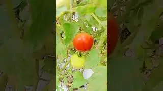 Best micronutrient for Tomato crop