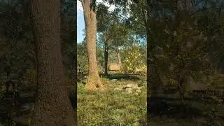 [8K60FPS] Ultra-Realistic Forest Walk | Unreal Engine 5 Render #nature #render