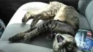 lolkats+fails 2