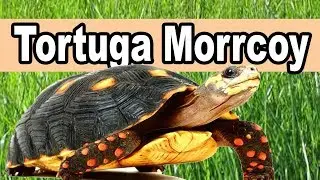 ▷ Tortuga Morrocoy, Sus Cuidados