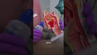 Лор врач клиники IMC