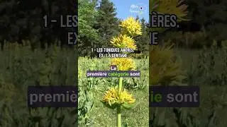 🌿 Les plantes digestives et leur utilit&eacute;