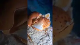An amorous moment between two Giant Box Crabs (Calappa calappa) Did you catch the wink?
