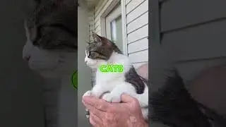 Your cat doesn&rsquo;t think you&rsquo;re its owner.