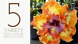 5 Variety dual color hibiscus | Multicolor Hibiscus