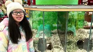 Petco Pets - Furless Guinea Pig 2/21/25