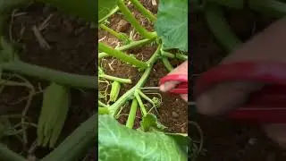 Japanese Pumpkin Farming Techniques#farming #agriculture