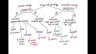 TYPES OF CLEAVAGE # EMBRYOLOGY