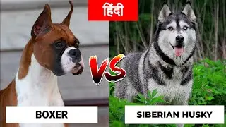 Boxer Vs Siberian Husky in Hindi | Dog VS Dog | PET INFO | Which One is Best For You as Pet?