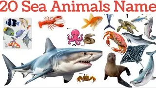 20 sea animals names | Names of sea creatures in Hindi and English. Ocean animals learning video ...