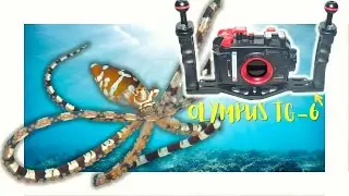 I Took an Underwater Photography Workshop | Did I Improve?