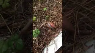 Terrestrial Land Snails Courtship Mating Breeding Behavior