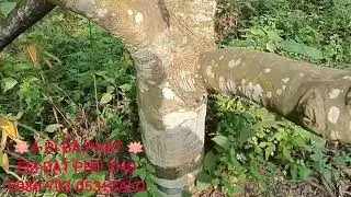 Review chia sẻ thực tế vườn trám đen ghép, trồng được 10 năm