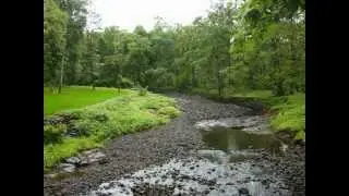 Tanasa forest  2009