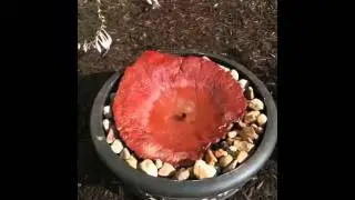 Small Garden Water Fountain