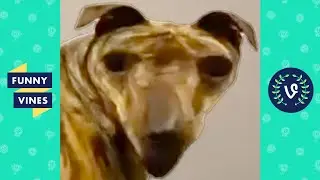 PUT THIS FILTER ON YOUR DOG 😂 | FUNNY DOGS
