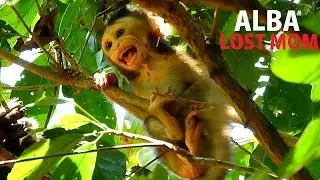I AM HERE ! Alba deep scare on high tree post lost mom || Alba cry_cry call mom back.