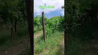 #grapefarm #shortvideo #nature #shortsviral #shorts
