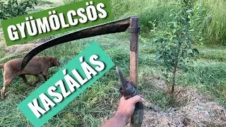 Gyepkezelés a gyümölcsösben