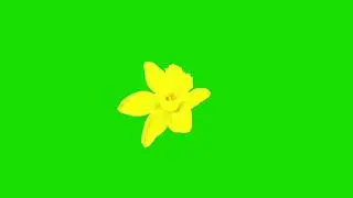Video of flowers blooming on a green screen