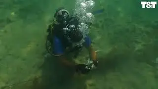 Heroic Divers Rescue Two Miniature Sharks