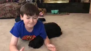 Scottie dog attack!!!