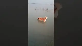 em chỉ xuống uống nước thôi #pets #shorts #dogs#thucung
