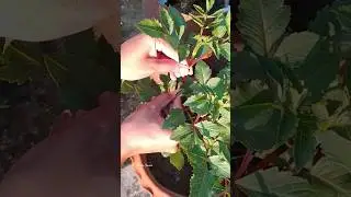 Growing Dahlia from Bulbs #youtube #garden #winterfloweringplant #dahliaflowers