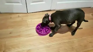 Bonnie blue staffy puppy Purina slow feed bowl
