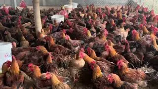 40000 hồ cờ 