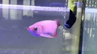 My premium blood red arowana  aro plus led t10 plus