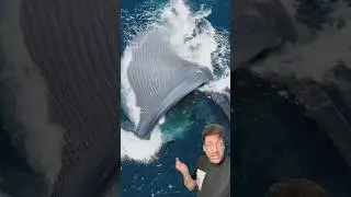 Синий кит ОГРОМНЫЙ
