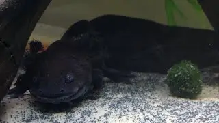 Live axolotl feeding, UK 8pm/20.00. New worm delivery!!