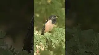 A call of Rosy Starling.. #shortsfeed #shortsvideo #shortsyoutube #shorts #starling #birds #short