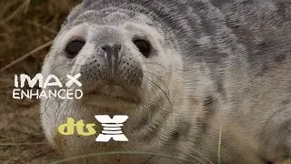 Photography of Seals at Horsey Gap | Norfolk | IMAX Enhanced | DTS:X