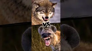 Team Wolf vs Team Hyena 🐺🆚🦴 | जंगल के दो बड़े ग्रुप | Who Wins? #shorts