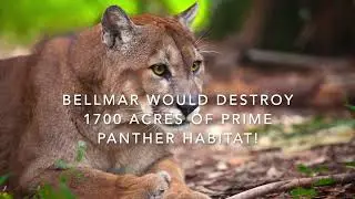 Save Florida Panthers From Bellmar Project