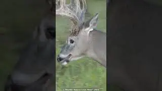 Big White-tailed buck strolls past! #whitetaildeer #bigbucks #venados