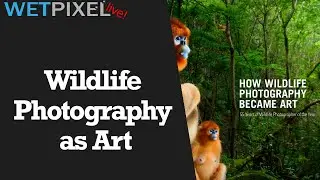 Part One: Wildlife Photography, and the WPOTY Contest from an Underwater Photographer's Perspective