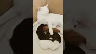Mother Cat feeding her cutest tribe kittens