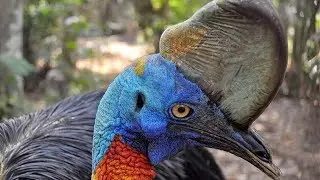 7 Aves Gigantes Que S&atilde;o &Uacute;nicas No Mundo