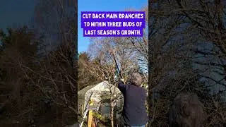 Quick jobs: Winter pruning apple and pear trees  #garden #growyourownfood #pruning