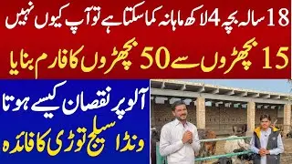 90 days bachra Farming Business idea in pakistan