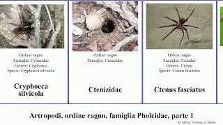 Artropodi, ordine ragno, famiglia Pholcidae, parte 1 calommata dolomedes hersiliola brignoliella