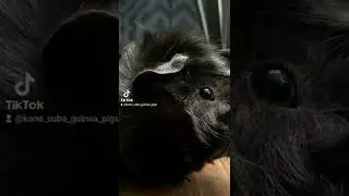 Panic At The Scruff - TikTok