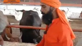 Guru gorakhnath or maa kali 26/1/26